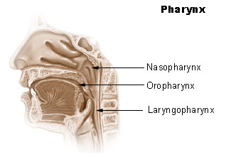 <ol><li><p>airway of upper respiratory system </p></li><li><p>always open</p></li></ol><p></p>