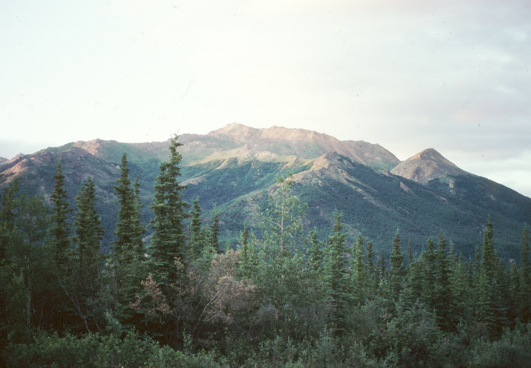 <p>Taiga (boreal forest) biomes</p>