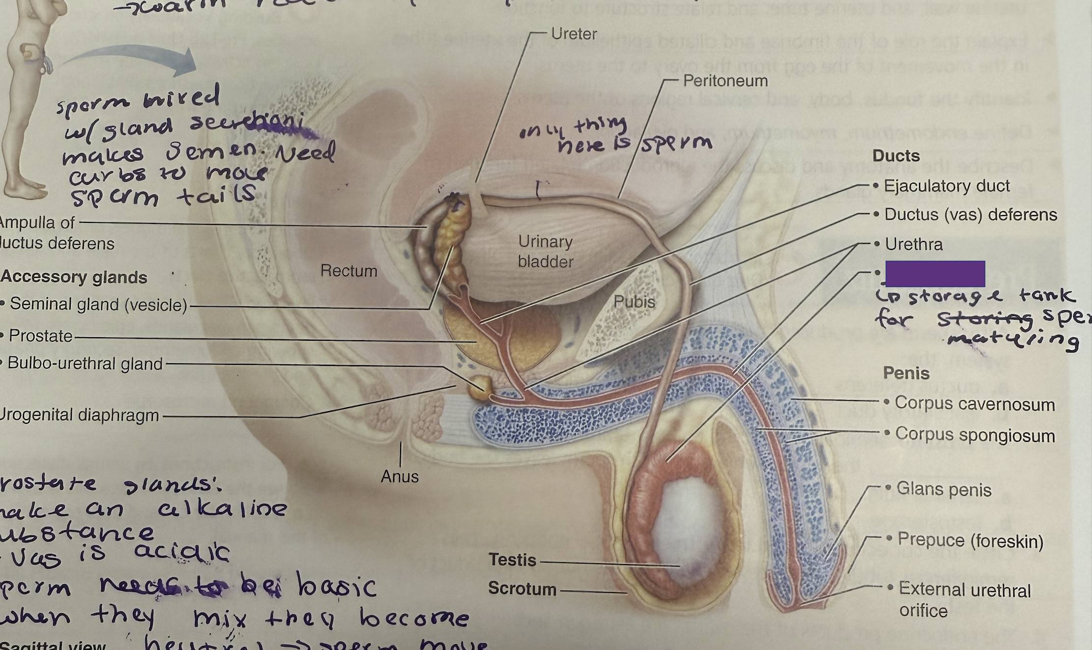 <p>What is this and its function?</p>
