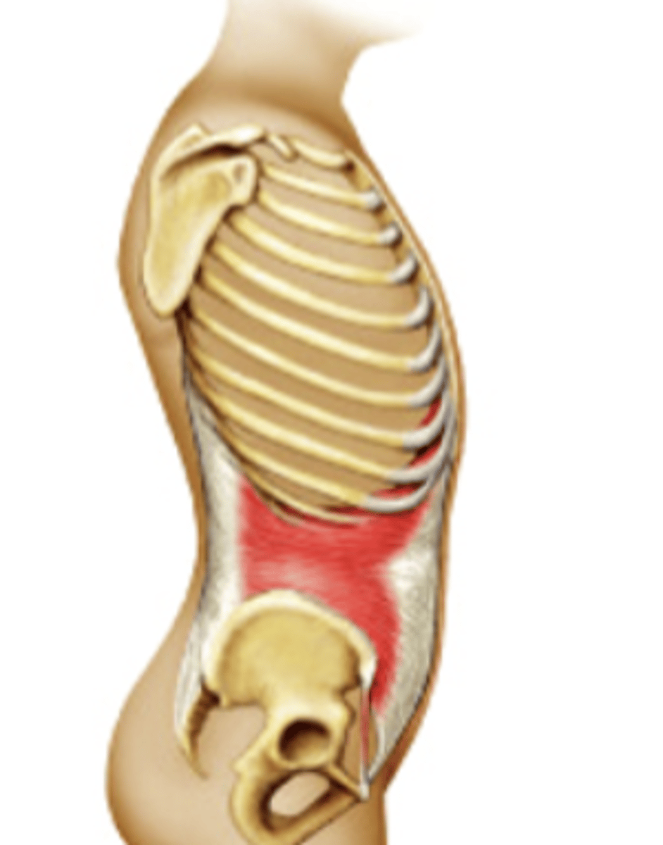 <p>what is this muscle? (deep to IAO)</p>