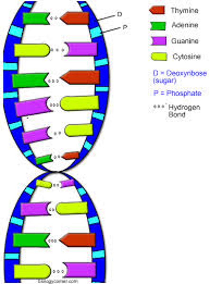<p>Genetic material in the form of a double-stranded, helix shaped molecule containing the genetic code. Contains a deoxyribose sugar and phosphate backbone, and bases A,T,G,C.</p>