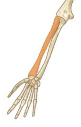 <p><span style="background-color: transparent; font-family: "EB Garamond", serif;"><span>the smaller forearm bone positioned on the thumb side</span></span></p>
