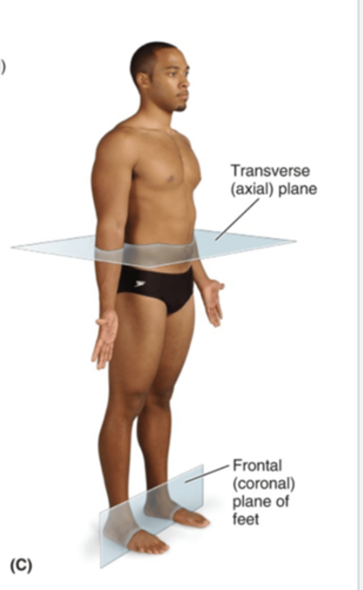 <p>horizontal (cross-sectional) plane dividing the body into upper and lower portions</p>