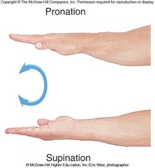 <p>Movement results in the forarm rotating so the point in anterior facing and the radius and ulna are uncrossed and parallel to each other</p>