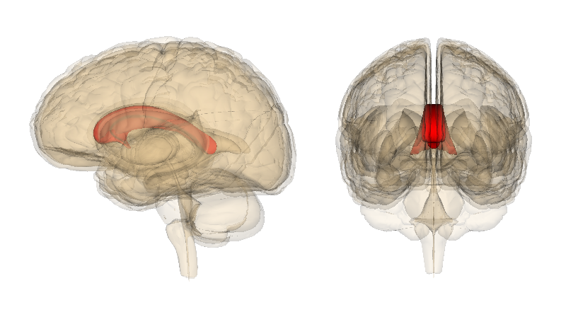 <p>Connects left and right hemispheres of the cerebrum through commissural fibers. Allows sharing of learning and memory between hemispheres. White matter.</p>