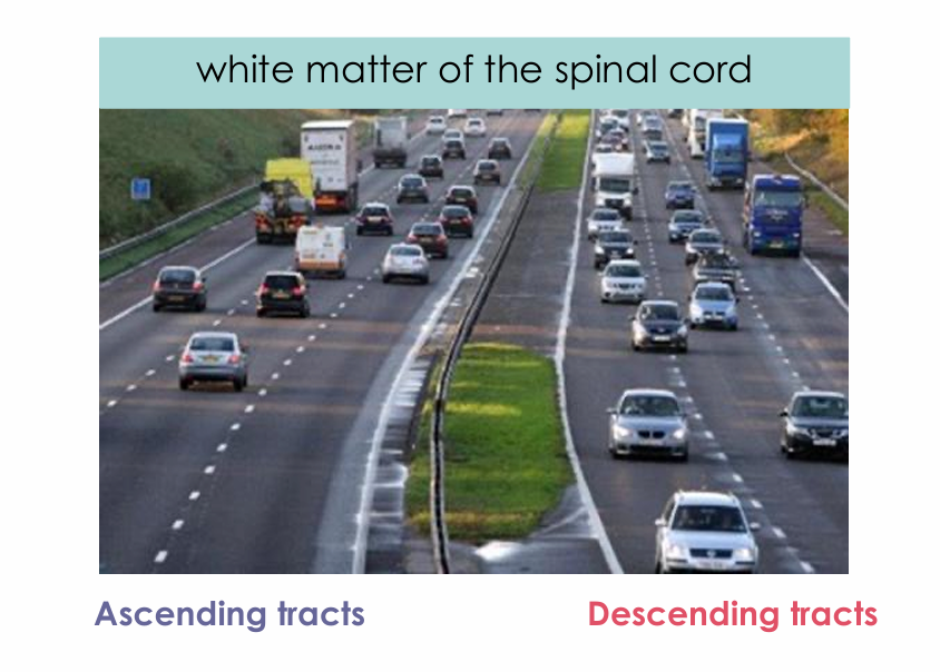 <ul><li><p>In the white matter columns of the spinal cord</p></li></ul><p></p>