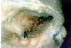 <p>White cats often develop dermatitis on ears chronically exposed to sun (feline solar dermatitis), which cand progress from crusting and ulceration to squamous cell carcinoma</p>