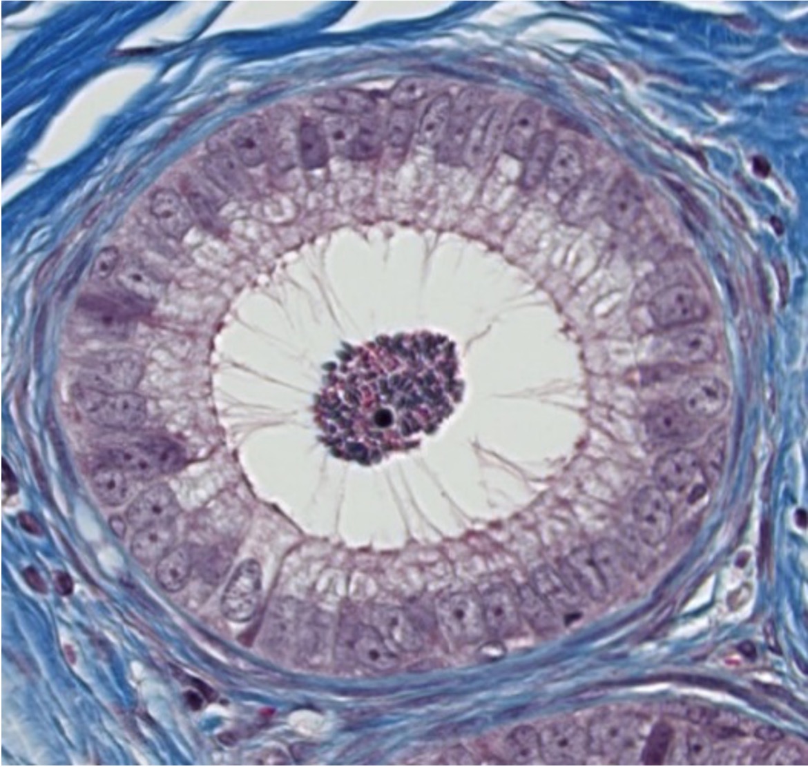 <p><span style="font-family: "Calibri Light";">Do these cells have cilia or stereocilia?</span></p>