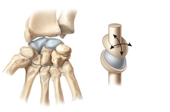 <p>-oval shaped depression bone and oval shaped projection bone</p><p>-biaxial</p><p>-btw radius and adjacent carpals</p>