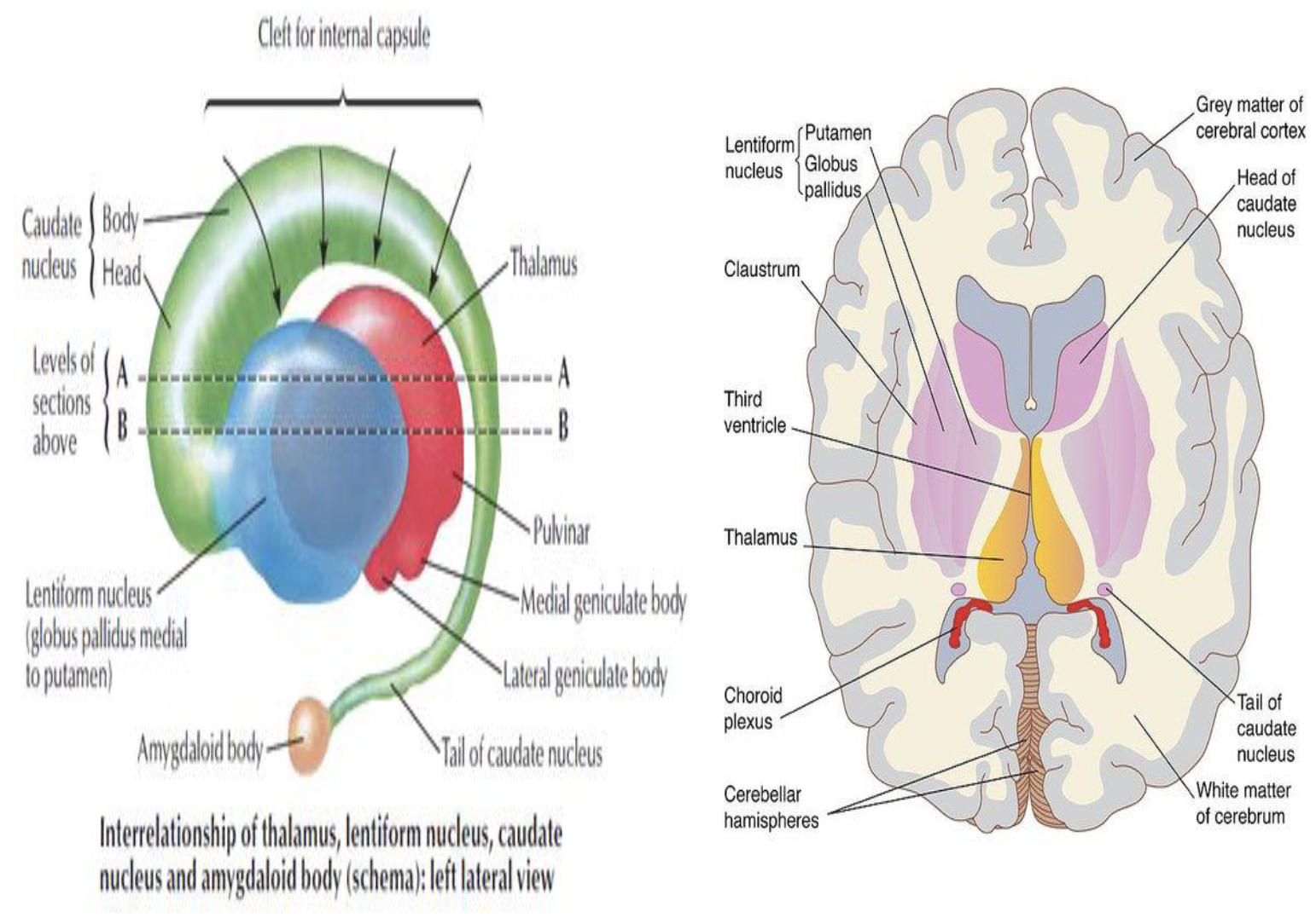 <ul><li><p>Caudate nucleus, lentiform nucleus, and amygdala</p><ul><li><p>Regulate voluntary motor movements</p></li><li><p>motor skill learning, habits, &amp; inhibition of unwanted movements</p></li></ul></li></ul><p></p>