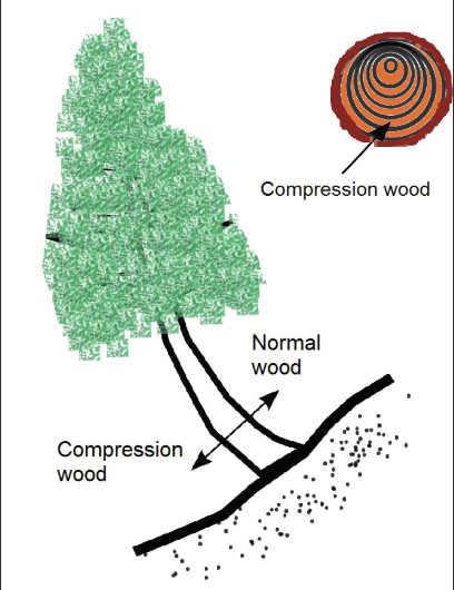 <p>more wood on the lower surfaces (acute angle) of the leaning bole</p><p>in conifers</p><p>a type of reaction wood</p>