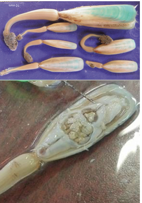 <p><strong>FILO</strong><br><strong>CLASE</strong><br><strong>FAMILIA</strong><br><strong>GÉNERO</strong><br><strong>CARACTERÍSTICAS</strong></p>