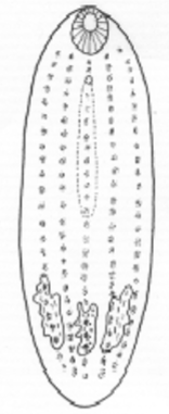 <p>What trematode body shape is this?</p>