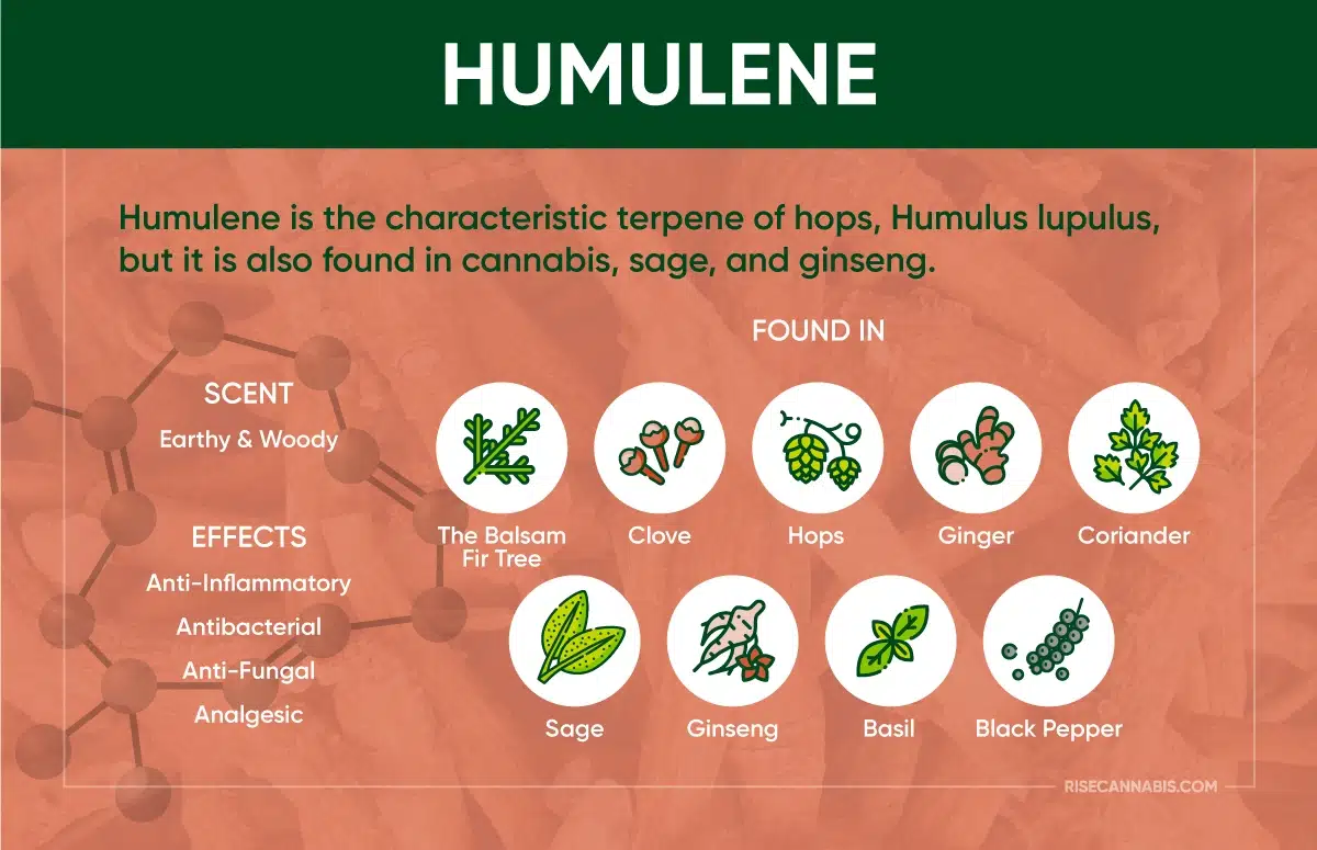 <p>Humulene (terpene)</p>