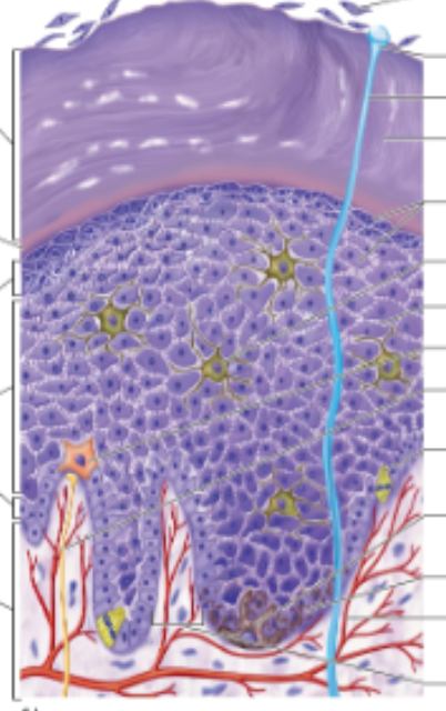 <p>Slide 11</p>