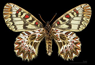 <p>rad:</p><p>druh:</p>