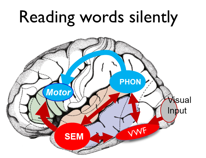 <ul><li><p>Visual input → VWFA ←→ phonological representation and semantic representation. Ventral route</p></li><li><p>Less of dorsal route</p></li><li><p>If move tongue while reading → dorsal route will be activation → motor system while reading </p></li></ul><p></p>