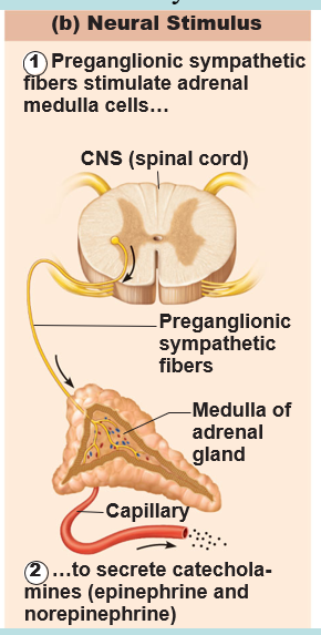 <p>nerve fibers stimulate hormone release (sympathetic nervous system)</p>