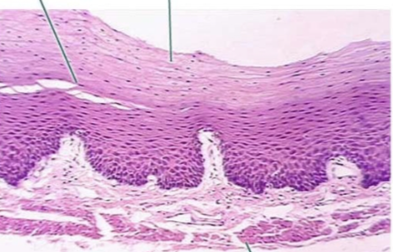 <p>what tissue is this</p>