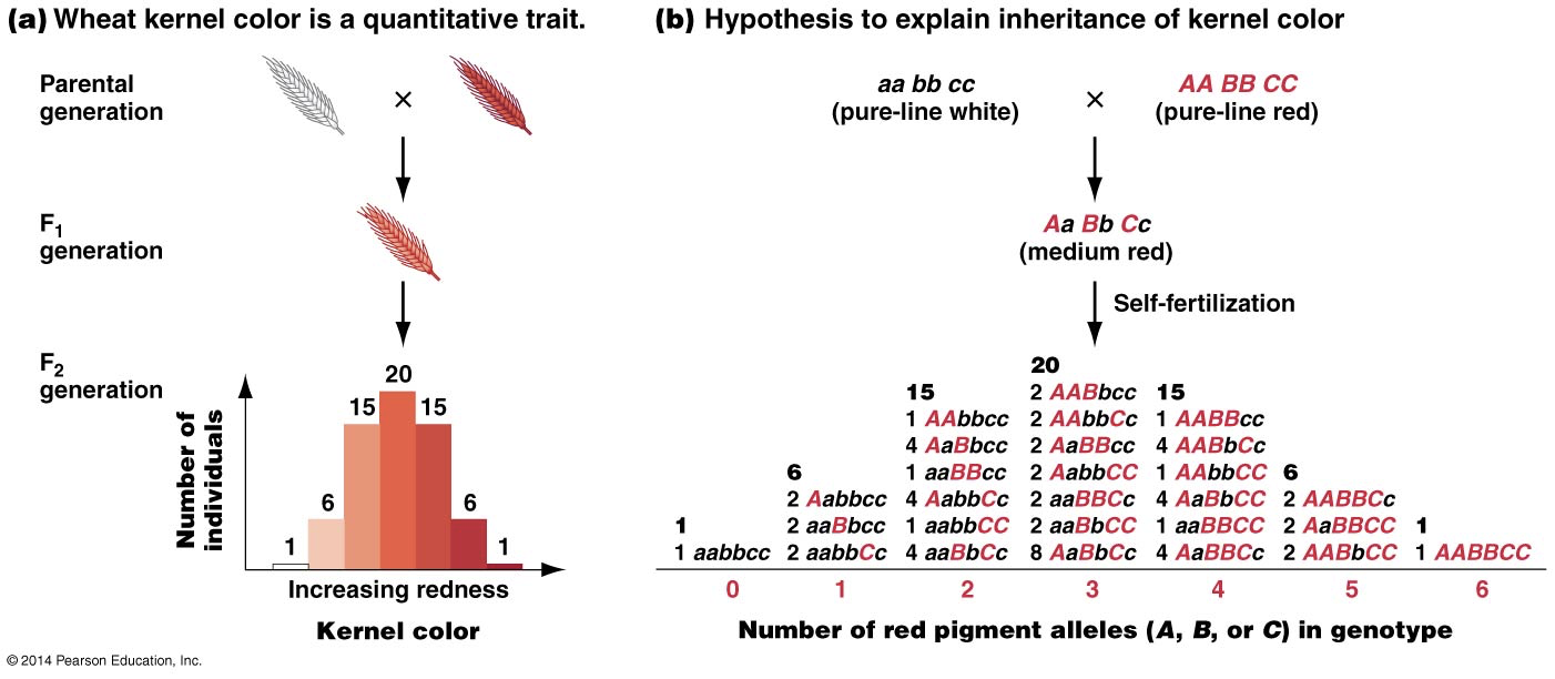 <p>More than one gene contributes to a particular trait. These genes act together to produce a wide spectrum. Also called quantitative traits. Creates a unimodal distribution.</p><p>Eg. height, skin color, eye color, those traits are controlled by multiple genes, so it leads to a variety in a population.</p><p>Eg. kernel color</p>