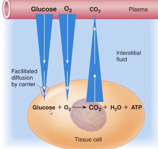 <p>cap only regulate plasma protein movement = extent of diffusion is determined by conc gradient </p>
