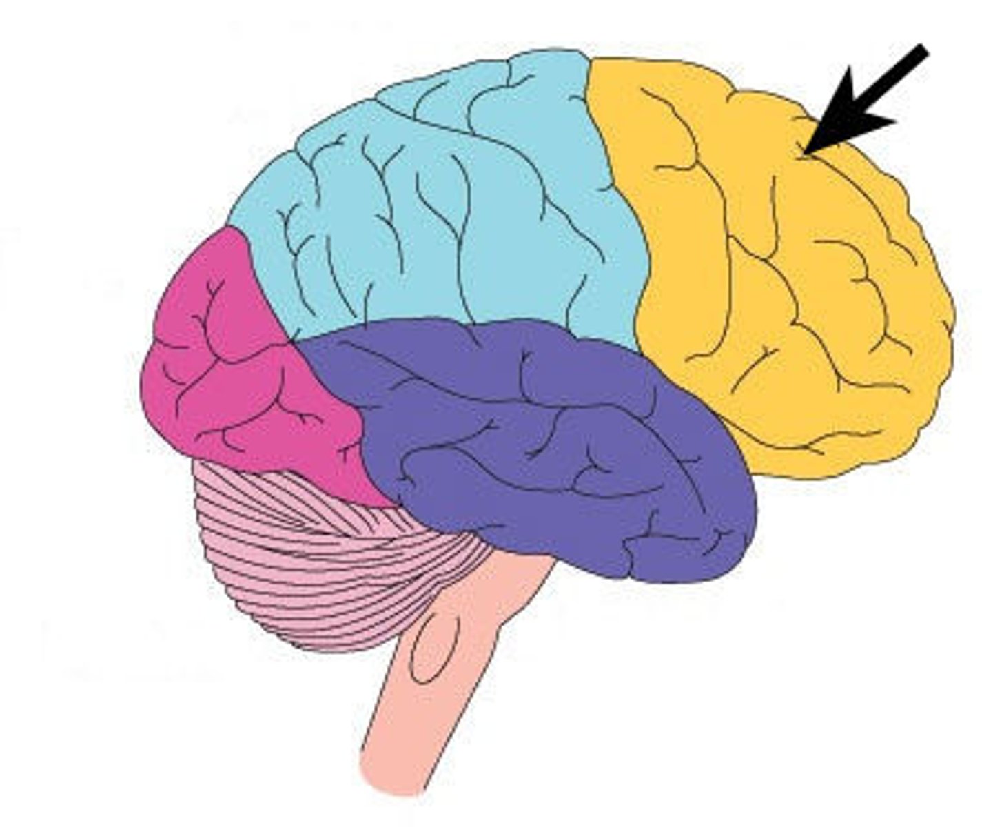 <p>Cerebral lobe responsible for voluntary movement, decision-making, and higher-level executive functions.</p>