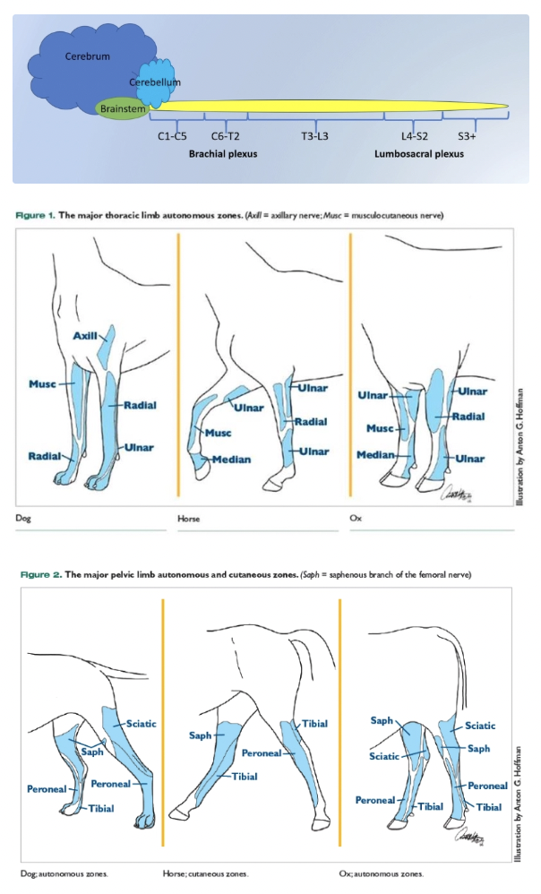 <div data-type="columns" class="layout-two-column"><div data-position="left" data-type="column"><p><strong>Brachial plexus</strong> = C6 - T2</p><ol><li><p>Median</p></li><li><p>Radial</p></li><li><p>Ulnar</p></li><li><p>Common digital</p></li></ol></div><div data-position="right" data-type="column"><p><strong>Lumbosacral plexus</strong> = L4 - S2</p><ol><li><p>Obturator</p></li><li><p>Femoral</p></li><li><p>Sciatic</p></li><li><p>Peroneal/tibial</p></li><li><p>Common digital (axial and abaxial)</p></li></ol></div></div><img src="https://assets.knowt.com/user-attachments/35beec04-1d2b-4a03-83cf-95c057836047.png" data-width="100%" data-align="center"><p></p>