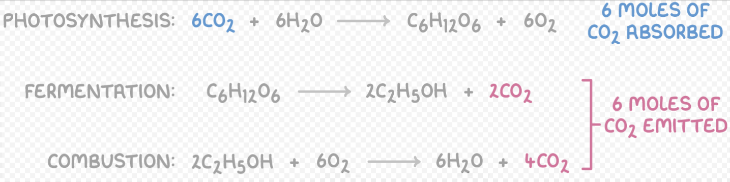 <p>Biofuel - A duel that is derived from living matter. Ethanol is a biofuel in fermentation.</p><p>Carbon Neutral - Something is described as Carbon-Neutral if the production and use has no net increase in the amount of Carbon Dioxide in the atmosphere. The use of ethanol from fermentation is carbon-neutral (See Image).</p><p>Issues with Biofuel: Deforestation/Loss of habitat, Land and water use, Increased food prices as food used for fuel.</p>