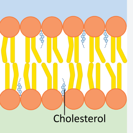 <p>stabilises the membrane </p><p>regulates fluidity by binding to phospholipids</p><p>reduces the permeability to charged particles</p>