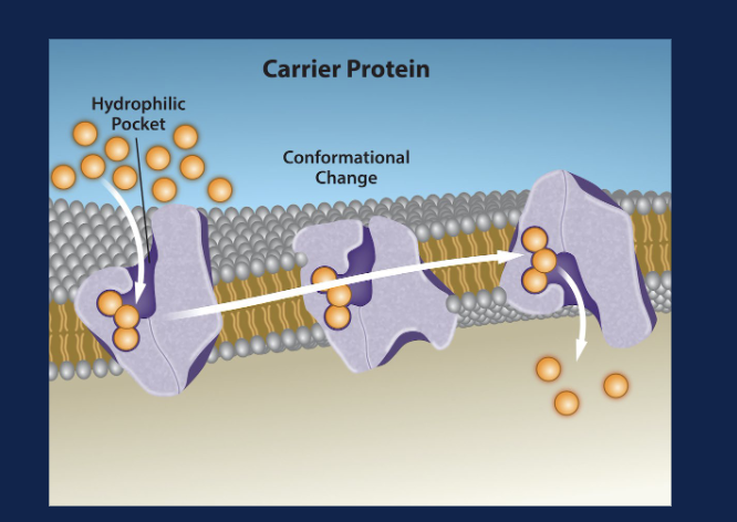<p>How can you recognize a carrier protein in a figure?</p>