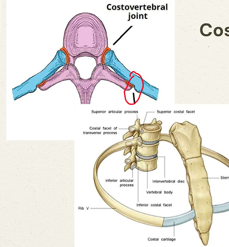 <ul><li><p>Articulation of the <span style="color: red;">rib’s tubercle </span><span style="color: rgb(252, 252, 252);">with the transverse process of the same numbered vertebrae</span></p></li></ul><p></p>