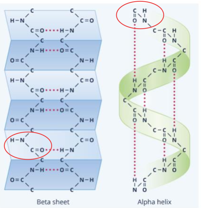<p>Alpha helix or Beta sheet is formed through hydrogen bonding between non-adjacent peptide groups (-CONH-)</p>