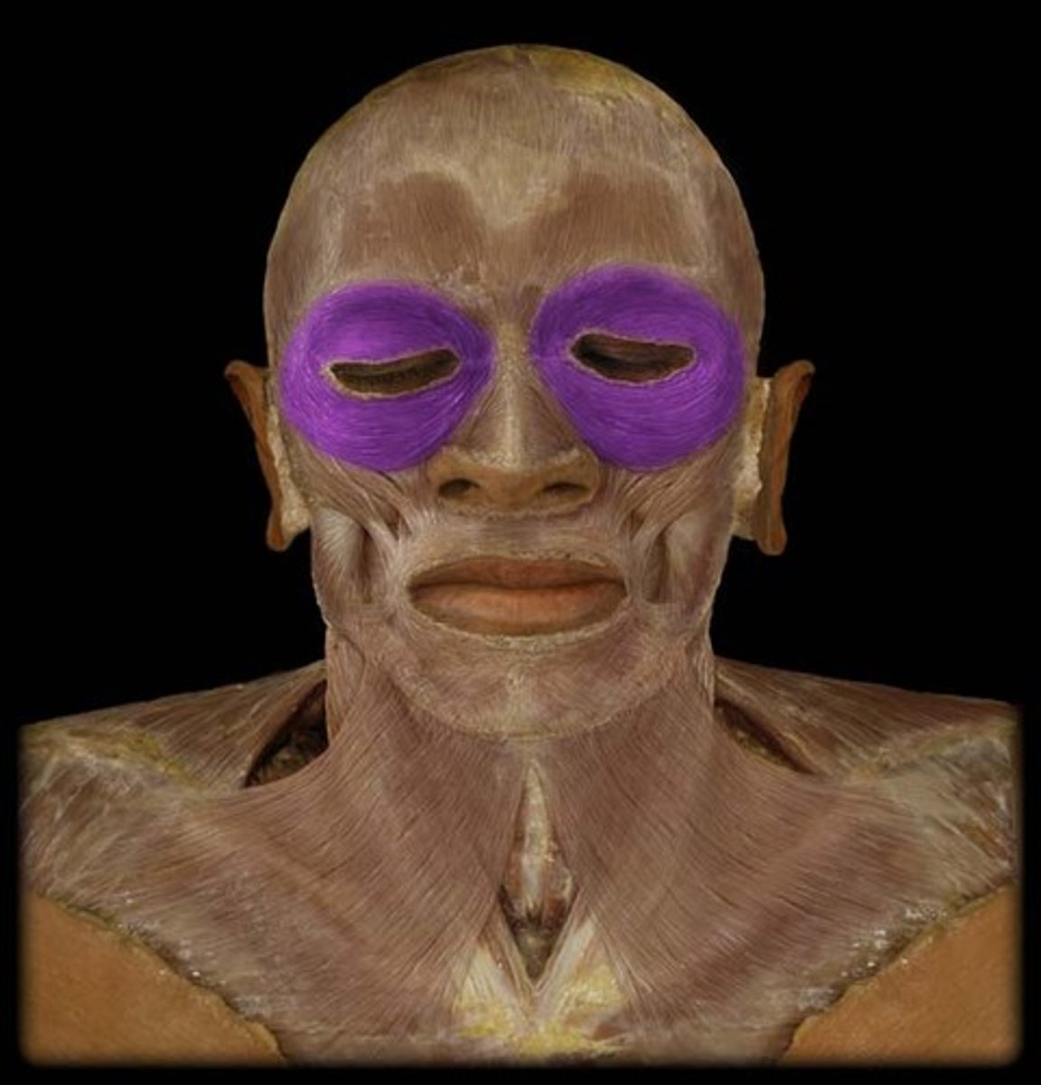 <p>Region:</p><p>Face</p><p>Action:</p><p>Closes eyelids</p><p>Innervation:</p><p>CN VII</p>