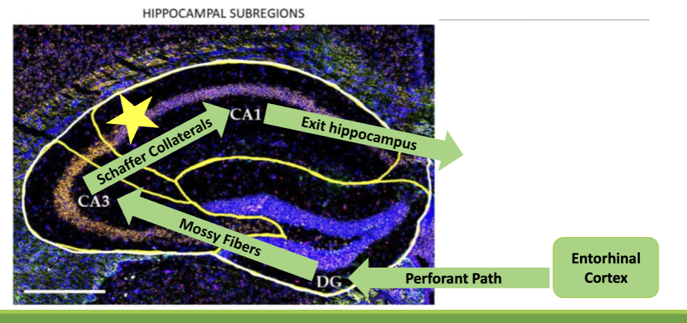 <ol><li><p>entorhinal cortex </p></li><li><p>perforant path </p></li><li><p>mossy fibers </p></li><li><p>schaffer collaterals </p></li><li><p>exit hippocampus </p></li></ol><p></p>