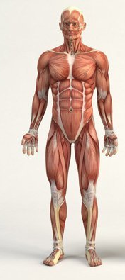 <p>describes the front or direction toward the front of the body; also referred to as ventral</p>