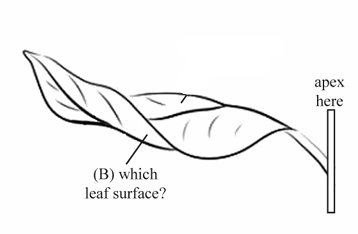 <p>The lower surface of a leaf.</p>