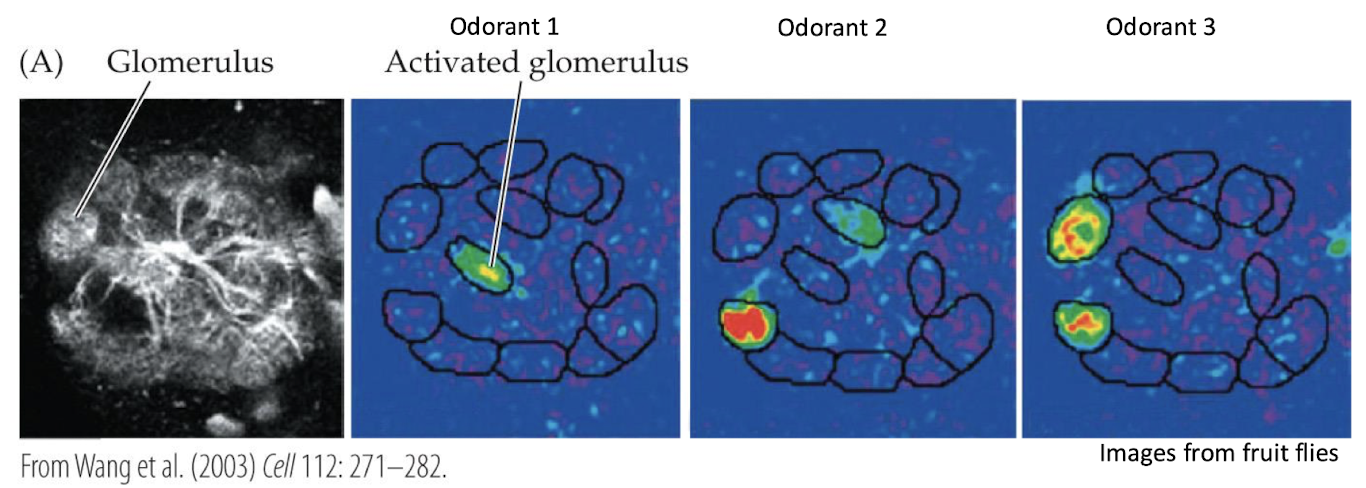 <p>Which technique was most likely used for these experiments in the fruit fly?</p><p></p><p>a) fMRI</p><p>b) PET</p><p>c) calcium imaging</p><p>d) EEG</p>