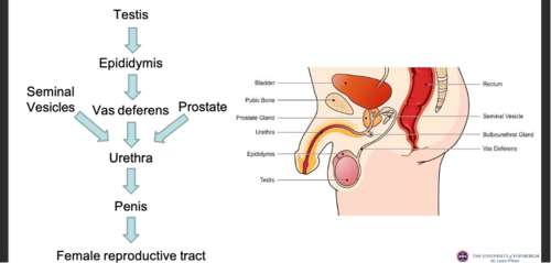 <p><span>The seminiferous tubules produce haploid germ cells, and the interstiitum produces tesosterone for male reproduction. PTM cells move sperm out of testes by peristalsis. In the epididymis, sperm are concentrated and undergo maturation for motility and fertilisation. The vas deferens stores and transports sperm. while prostate and seminal vesicles add most of seminal fluid for alkalinity energy and coagulation of sperm for reproduction. the penis then delivers sperm to the female.</span></p>