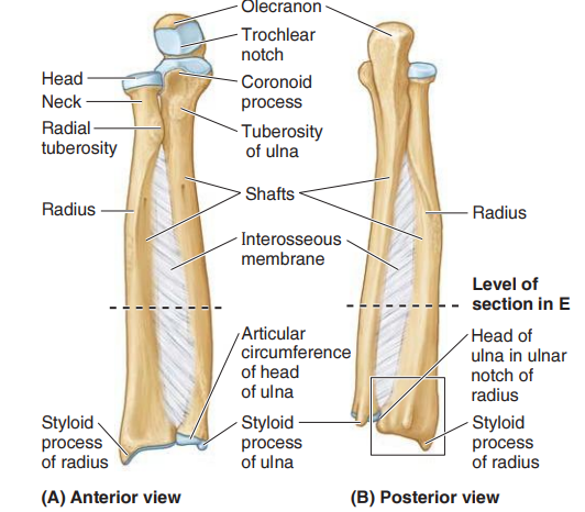 <p>Olecranon process</p><p>Coronoid process</p><p>Trochlear notch</p><p>Ulnar tuberosity</p><p>Radial notch</p>