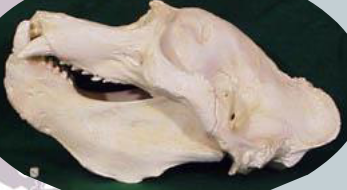 <p>Mirounga angustirostris</p>