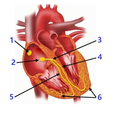 <p>what is #3? </p>