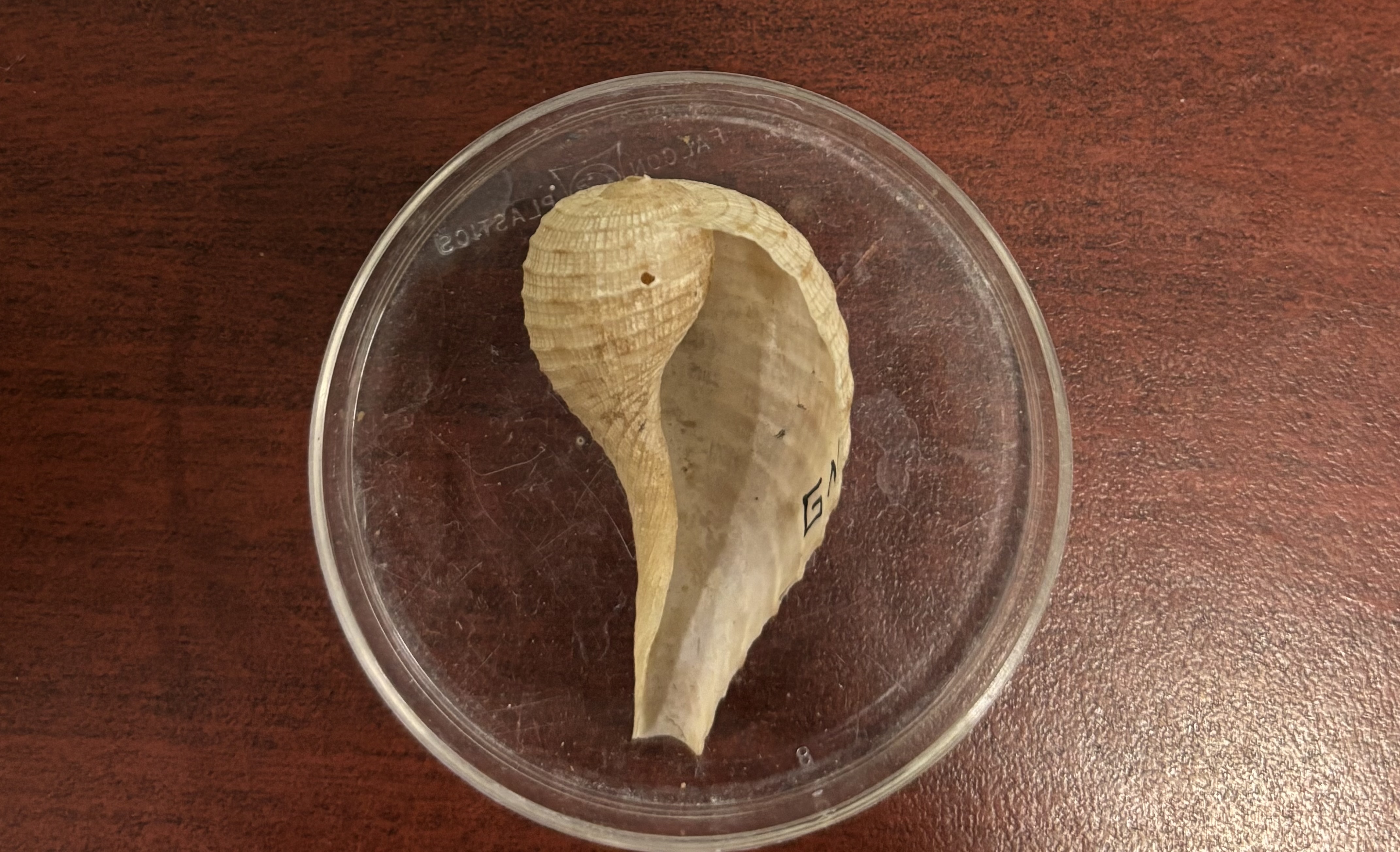 <p><strong>FILO<br>CLASE</strong><br><strong>SUBCLASE</strong><br><strong>ORDEN</strong><br><strong>FAMILIA</strong><br><strong>GÉNERO</strong><br><strong>NOMBRE COMÚN<br>CARACTERÍSTICAS</strong><br><strong>RÁDULA<br>ALIMENTACIÓN <br>HÁBITAT</strong></p>