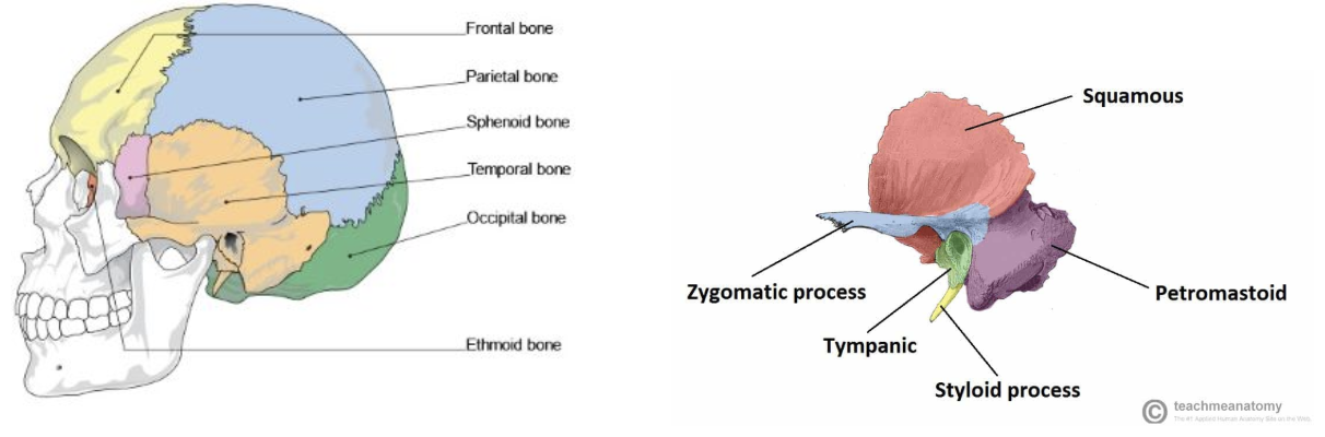 <p>22 bones total in the skull</p><ul><li><p><span style="background-color: transparent;">Frontal (1bone)</span></p></li><li><p><span style="background-color: transparent;">Parietal(2bones)</span></p></li><li><p><span style="background-color: transparent;">Temporal(2 bones) - Zygomatic process, external auditory (acoustic) meatus (ear hole) and mastoid process</span></p></li><li><p><span style="background-color: transparent;">Occipital(1bone)</span></p></li><li><p><span style="background-color: transparent;">Sphenoid(1bone)</span></p></li></ul><p></p>