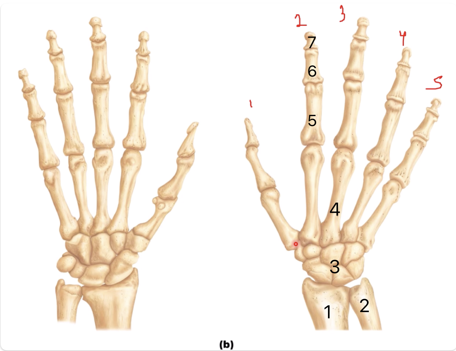 <p>1 - Radius</p><p>2 - Ulna</p><p>3 - Carpals (8)</p><p>4 - Metacarpals (5)</p><p>5 - Proximal phalange</p><p>6 - Middle phalange</p><p>7 - Distal phalange</p>