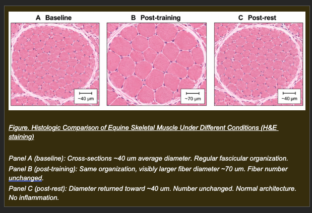 <p>A performance horse completes 6 months of structured strength training. Biopsy at end of training:</p><p>- Fiber diameter: increased (~40 to ~70 um)</p><p>- Fiber number: unchanged</p><p>- ATP: normal. Membranes: intact.</p><p>The horse then sustains a fracture and is stall-rested for 3 months. Follow-up biopsy at end of rest:</p><p>- Fiber diameter: reduced (~40 um, returning toward baseline)</p><p>- Fiber number: unchanged. Membranes: intact. No fibrosis or inflammation.</p><p></p><p><strong>Which pair of interpretations correctly identifies the adaptive response at each time point and explains why the same tissue produces different responses in opposite stimulus directions?</strong></p><p>a. Post-training: hyperplasia from new fiber formation. Post-rest: atrophy from fiber loss</p><p>b. Post-training: reversible injury from exercise stress. Post-rest: recovery from that injury</p><p>c. Post-training: hypertrophy -- post-mitotic fibers respond to increased demand by enlarging through additional contractile protein synthesis. Post-rest: atrophy -- reduced demand decreases trophic signals maintaining protein synthesis, reducing fiber size while preserving fiber number and viability</p><p>d. Post-training: metaplasia from sustained mechanical stress converting fiber type. Post-rest: reversal of metaplasia</p>