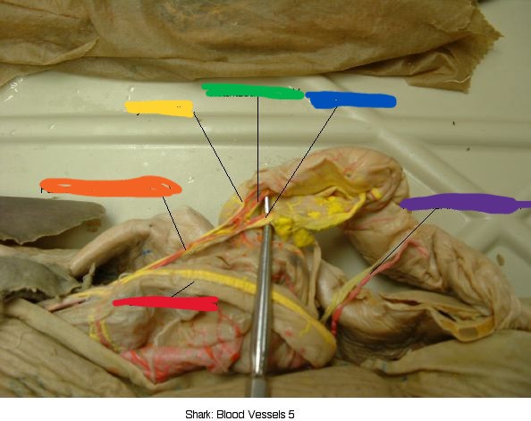 <p>what’s yellow?</p>