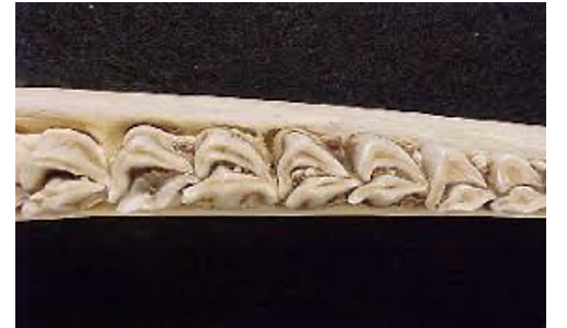 <p>What kind of teeth are these?</p>