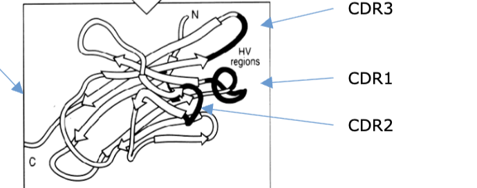 <p>Each antigen binding site has <strong> _<em> </em>loops in total. </strong>____from the L-chain and _ from the ______, loops are commonly known as ______________</p>