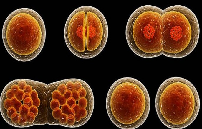 <p>What is cell division?</p>