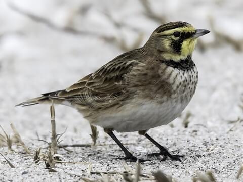 <p>What is the name of this bird?</p>